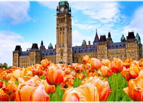 Kinh nghiệm tham quan lễ hội hoa tulip Canada mà du khách nào cũng phải “nằm lòng”