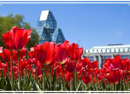 Đi Canada mùa hoa Tulip – Bắc nhịp cầu nối yêu thương