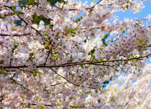 Hight Park ngập tràn sắc hoa anh đào Canada